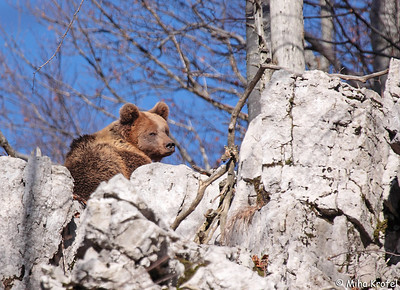 bear DivjaLabs Krofel