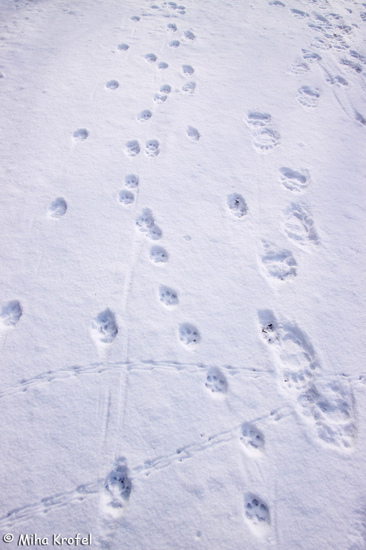 snowtracks Miha Krofel for DivjaLabs
